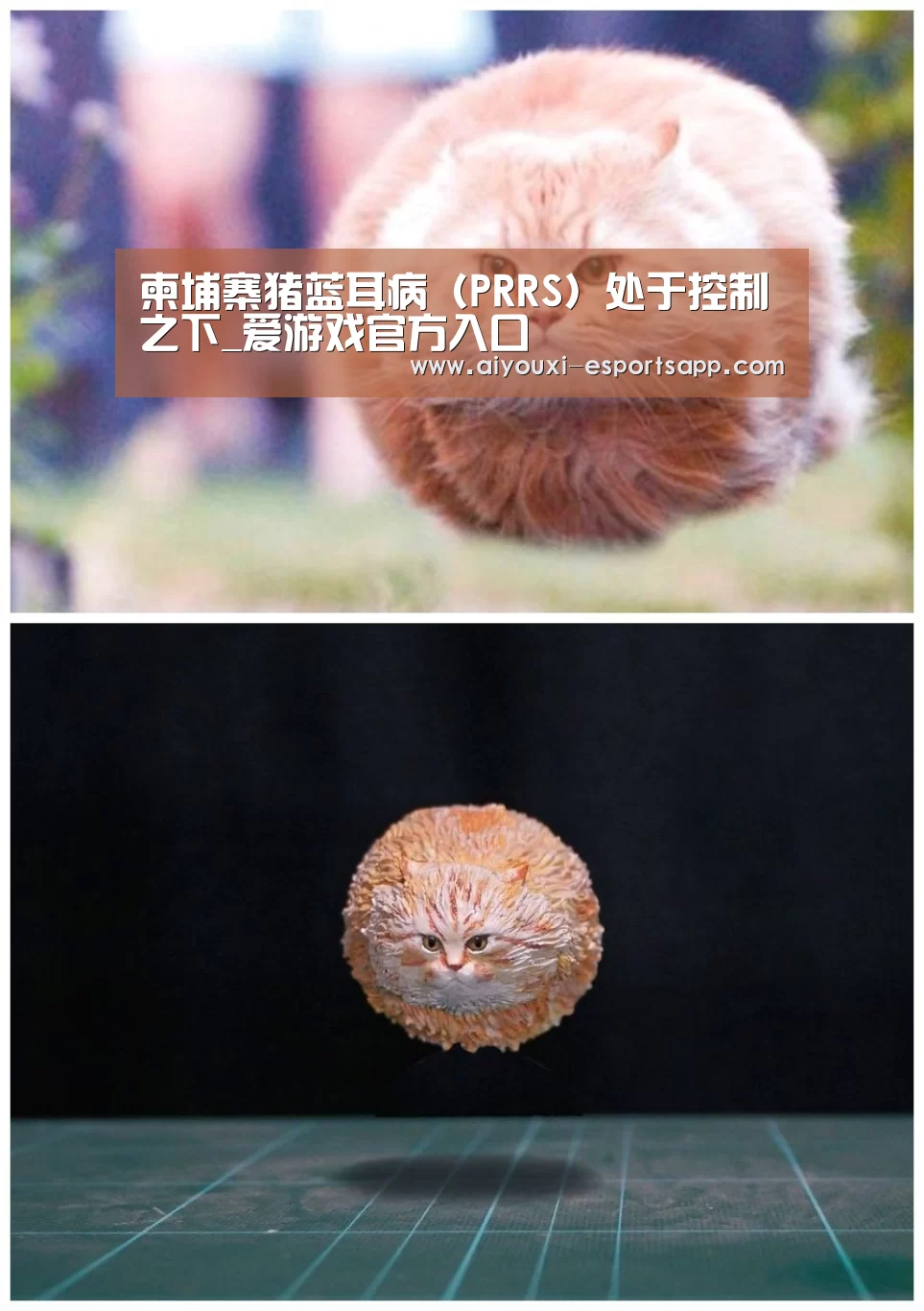 柬埔寨猪蓝耳病(PRRS)处于控制之下_爱游戏官方入口(图1) 爱游戏官方入口