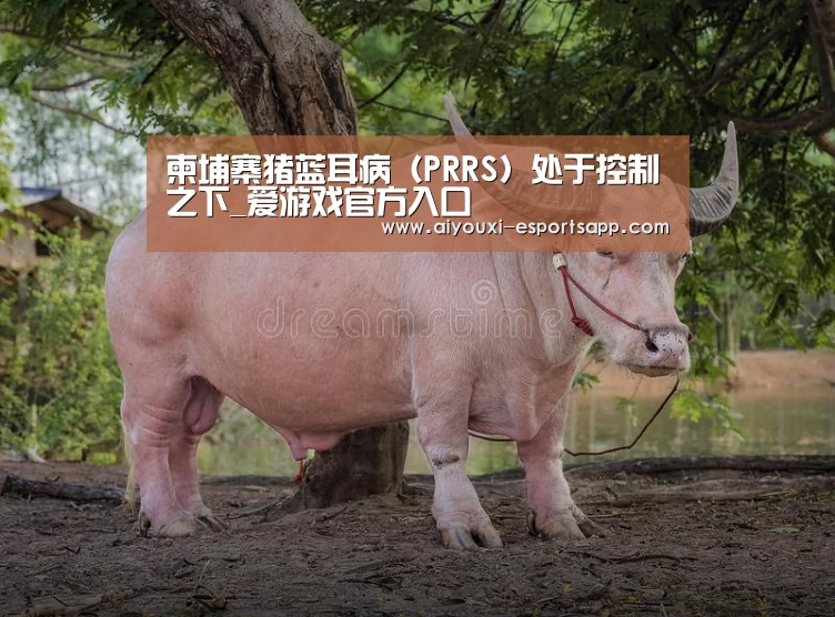 柬埔寨猪蓝耳病(PRRS)处于控制之下_爱游戏官方入口(图2) 爱游戏体育官方网站