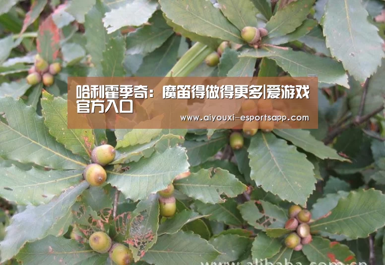 哈利霍季奇:魔笛得做得更多|爱游戏官方入口(图3) 爱游戏官网